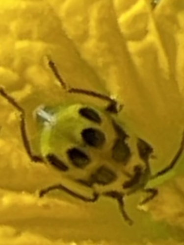 Spotted Cucumber Beetle