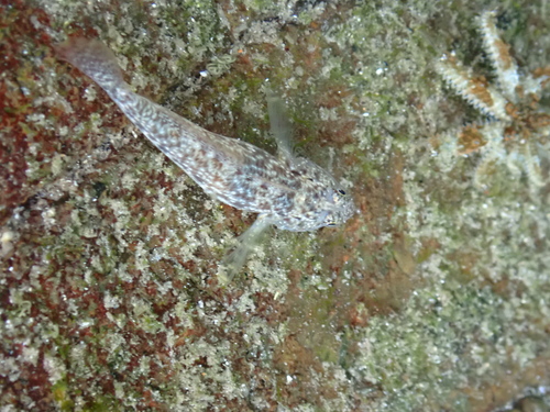 Bathygobius cocosensis observed 2026-10-05