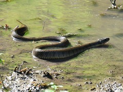 Nerodia erythrogaster