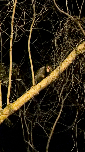 Big-eared Opossum