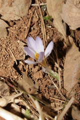 Crocus biflorus