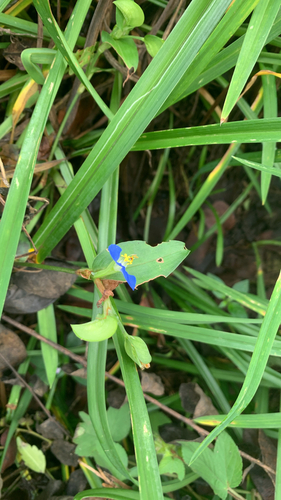Asiatic dayflower