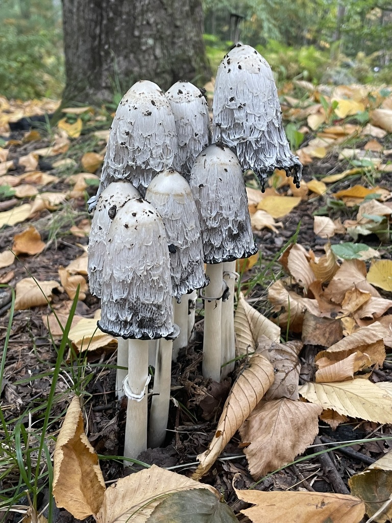 Shaggy Mane · October 2026 · photo: Photo: no rights reserved · iNaturalist