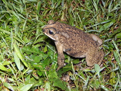 Duttaphrynus melanostictus