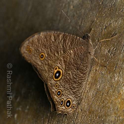Common Evening Brown