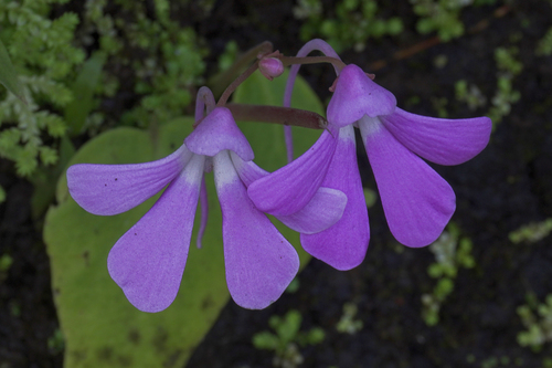Impatiens acaulis observed 2026-10-03