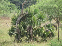 Sabal mauritiiformis