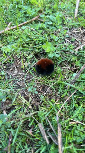Isabella Tiger Moth