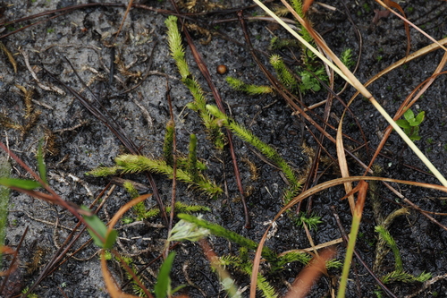 Lycopodiella alopecuroides, 2026-10-04
