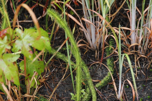 Lycopodiella alopecuroides, 2026-10-04
