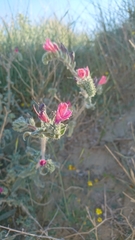 Echium angustifolium