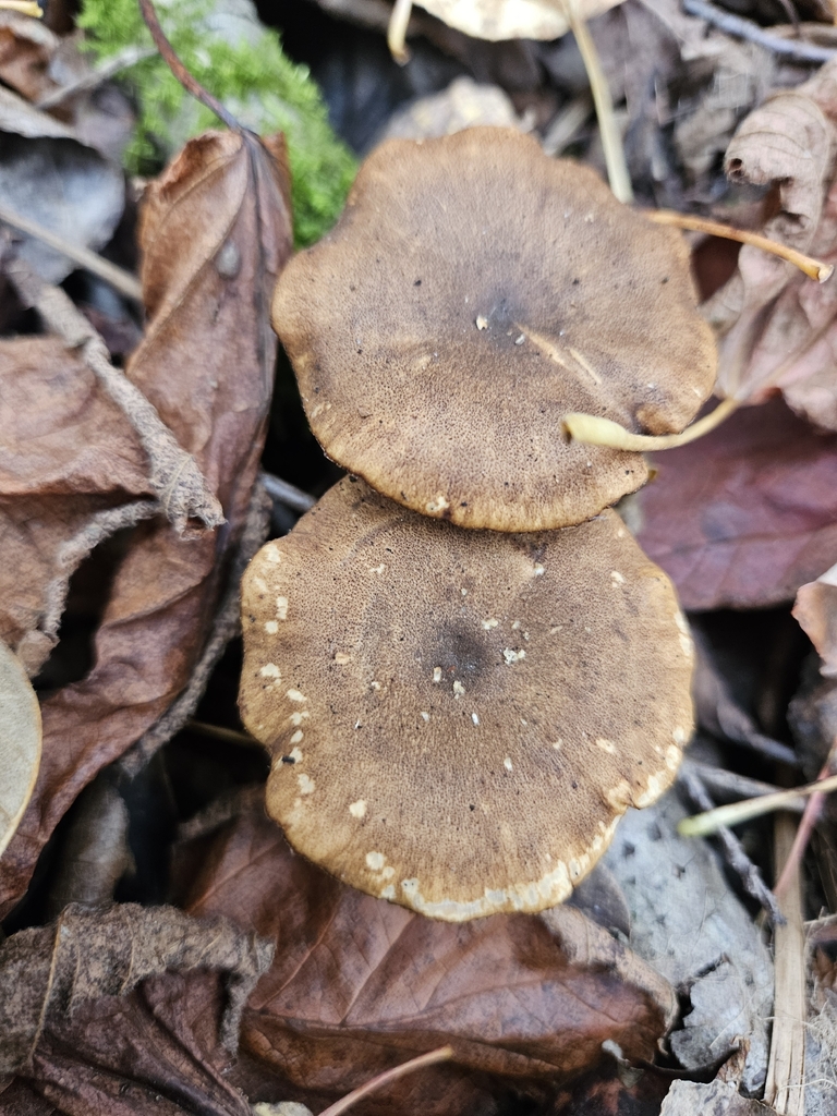Winter polypore