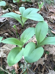 Clintonia