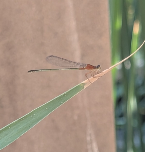 Rambur's Forktail