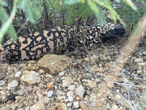 Heloderma suspectum, 2026-10-04