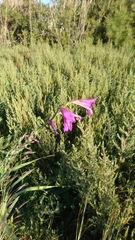 Gladiolus italicus