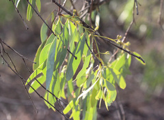 Santalum lanceolatum