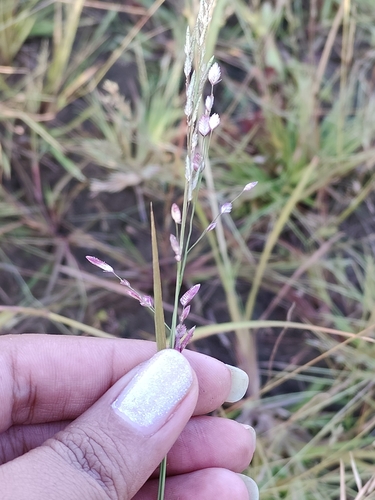 Eragrostis unioloides observed 2026-10-04