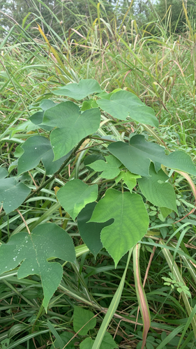 Paper mulberry