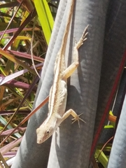 Anolis sagrei