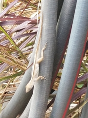 Anolis sagrei