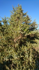 Juniperus macrocarpa