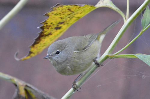 Orange-crowned Warbler