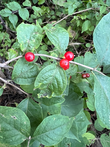 Amur honeysuckle