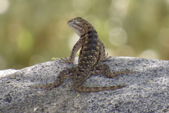 Sceloporus bimaculosus