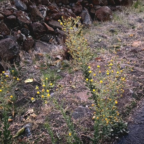 Telegraphweed