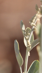Chenopodium auricomum