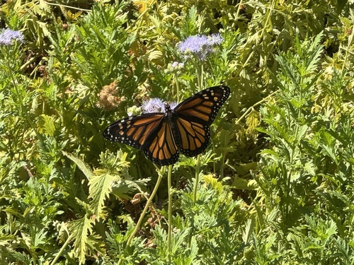 Monarch