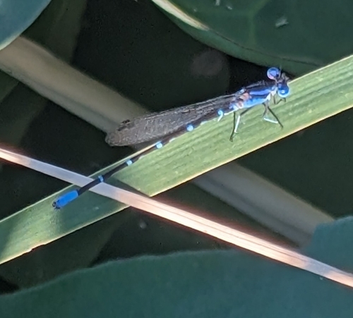 Blue-ringed Dancer