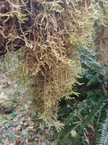 Antitrichia curtipendula observed 2026-10-04