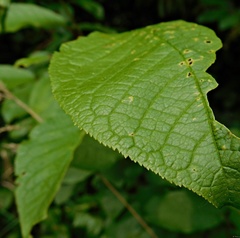 Prunus padus