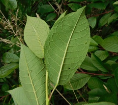 Prunus padus