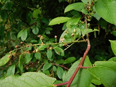 Prunus padus