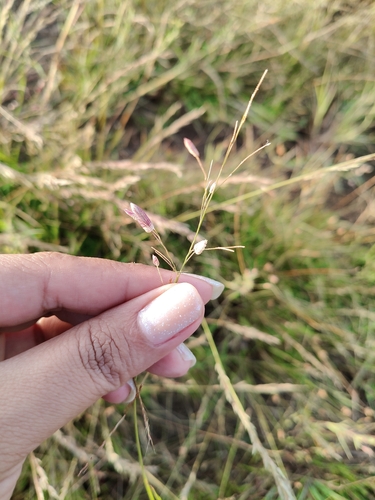 Eragrostis unioloides observed 2026-10-04
