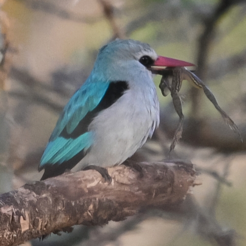 iNaturalist image