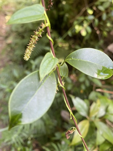 Urceola rosea observed 2026-10-05