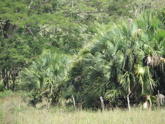 Sabal mauritiiformis