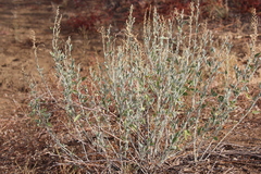 Chenopodium auricomum