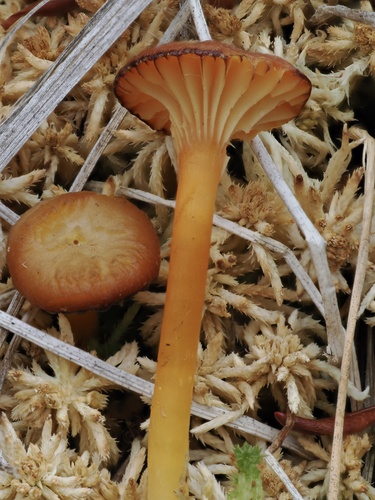 Hygrocybe cantharellus observed 2026-10-04