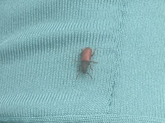 Zenodosus sanguineus