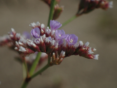 Limonium legrandii