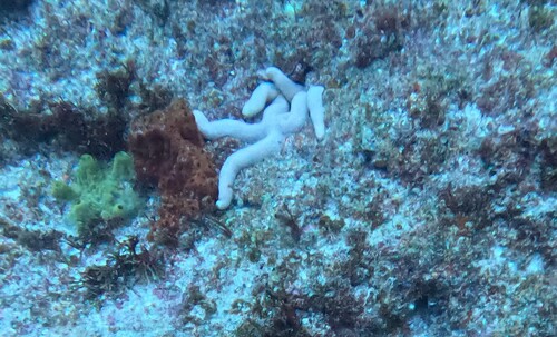 Linckia guildingi observed 2026-10-04