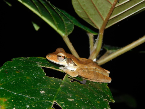 Polypedates macrotis, 2026-10-03