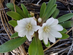Lewisia brachycalyx