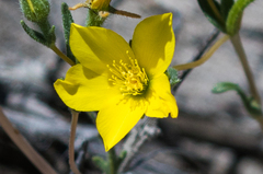 Mentzelia jonesii