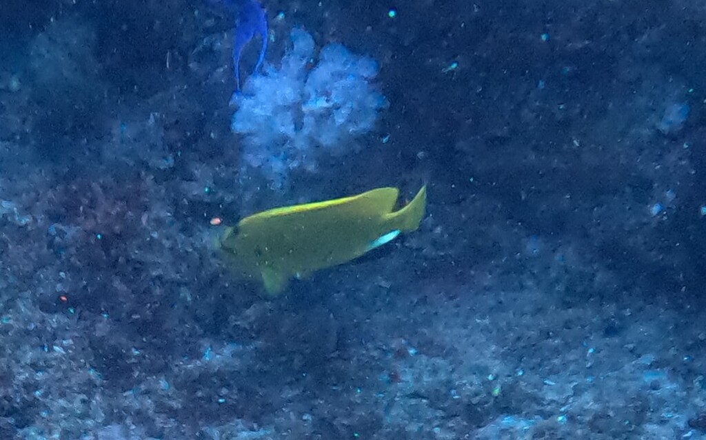 Threespot angelfish